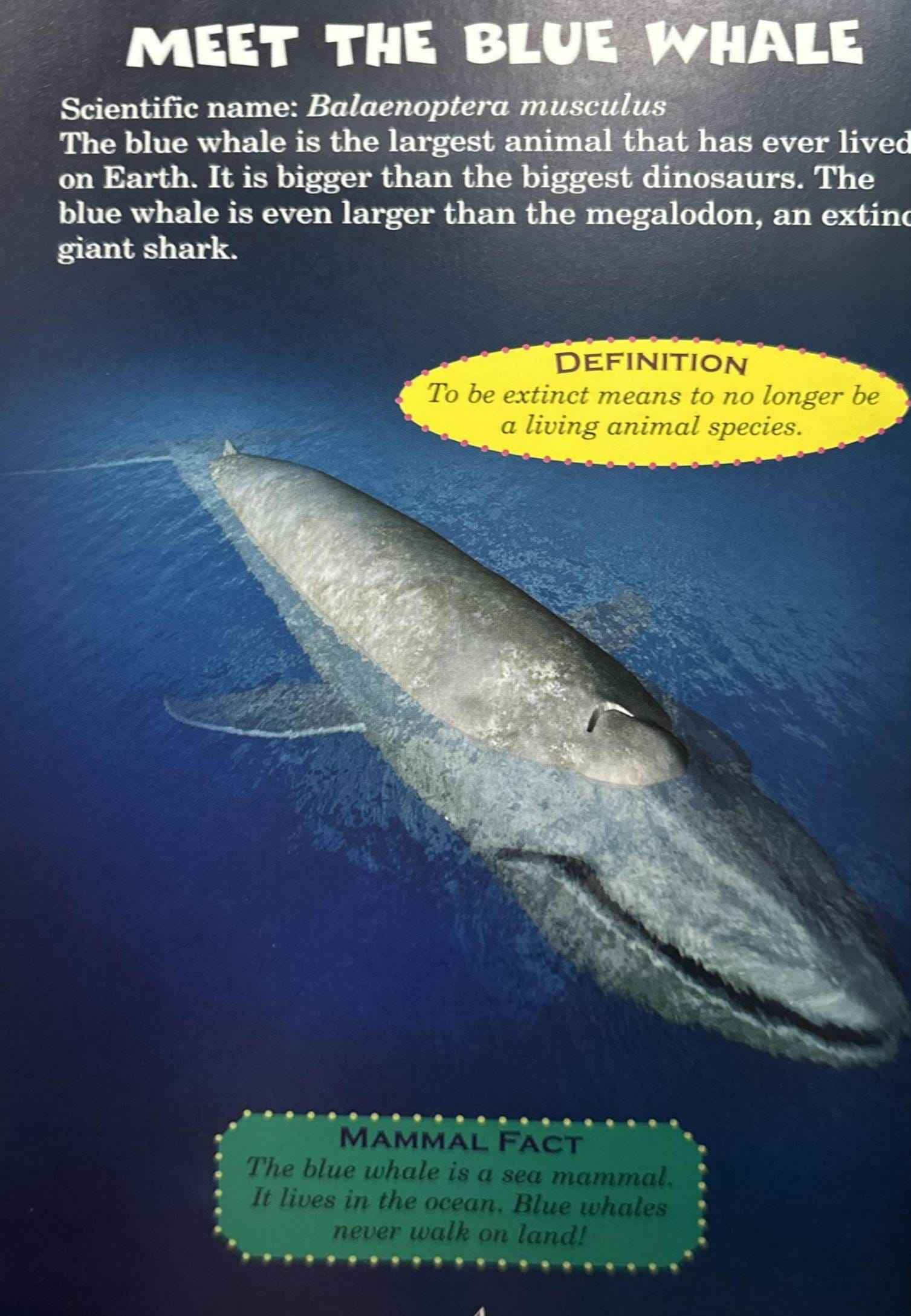 Who Would Win?: Blue Whale Vs. Mosquito