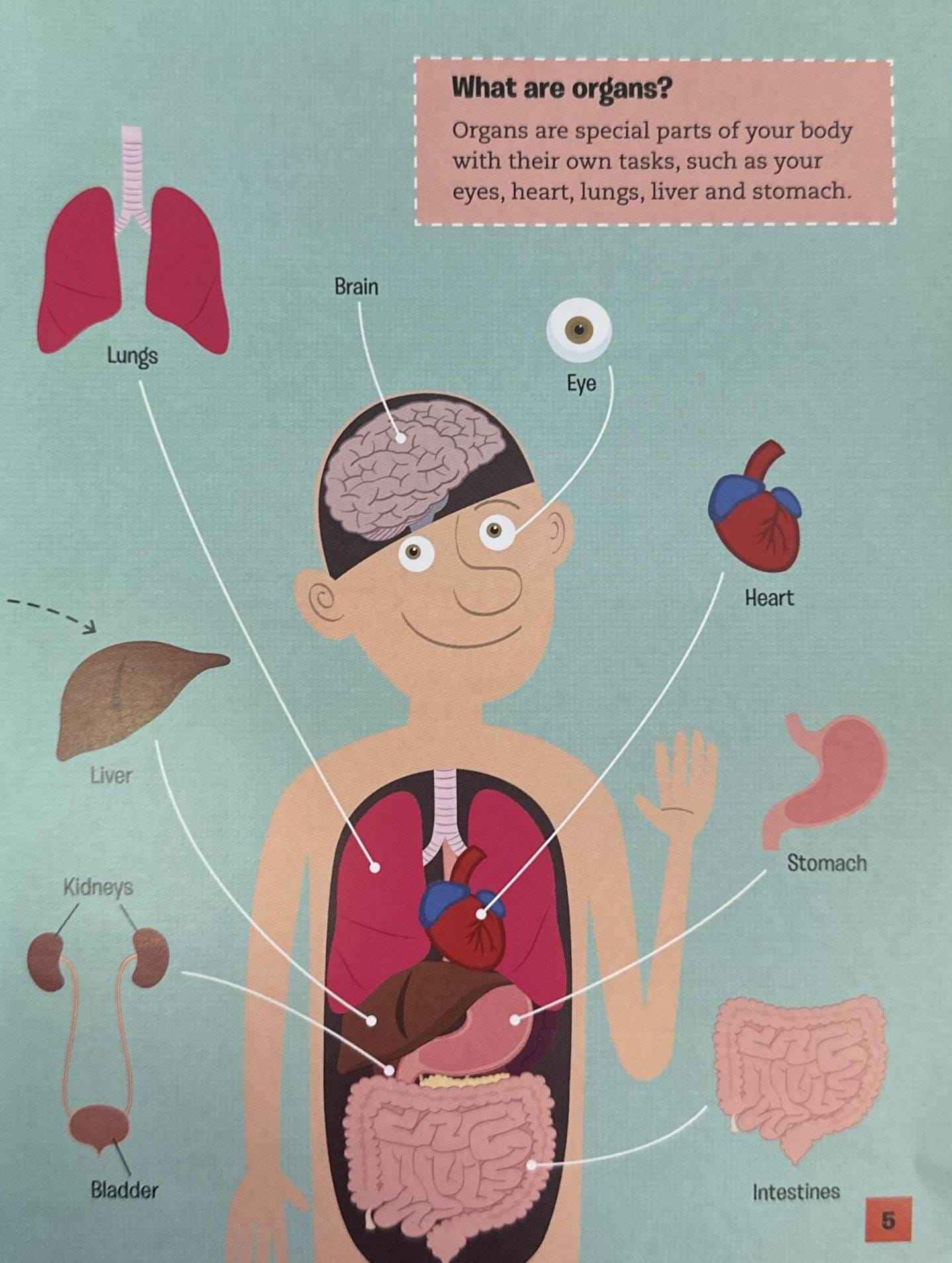 What Keeps Your Brilliant Body Working?